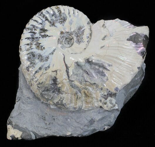 Hoploscaphites Ammonite - South Dakota #60229